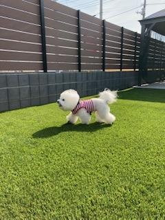 太田市S様邸ドッグラン